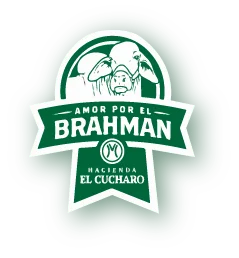 Amor por el Brahman
