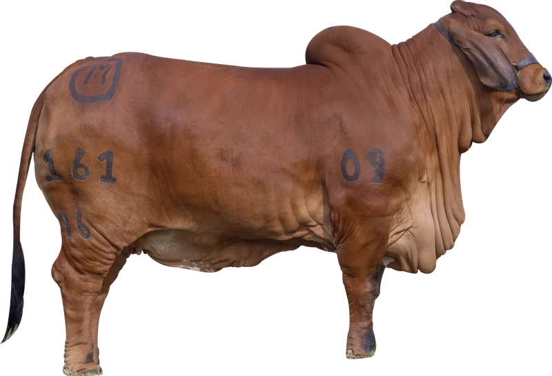 Donadora Brahman Rojo 161/96 en el potrero de la hacienda