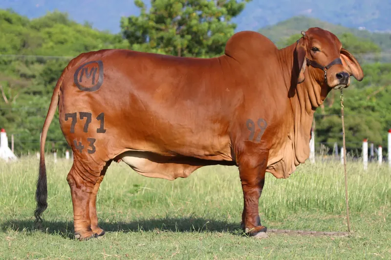 EL CUCHARO KML 771/43 ORO T.E. 771/43