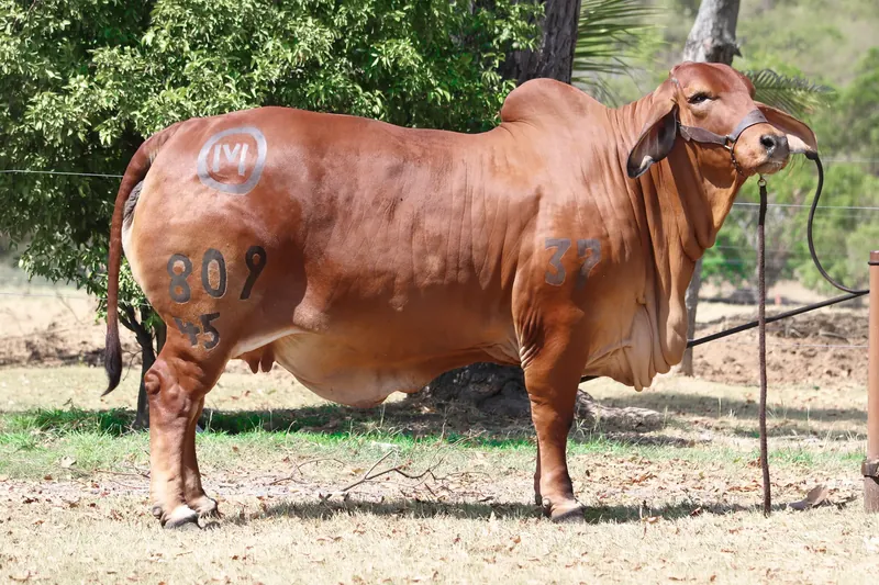 EL CUCHARO KML LA SINCERA T.E. 809/45