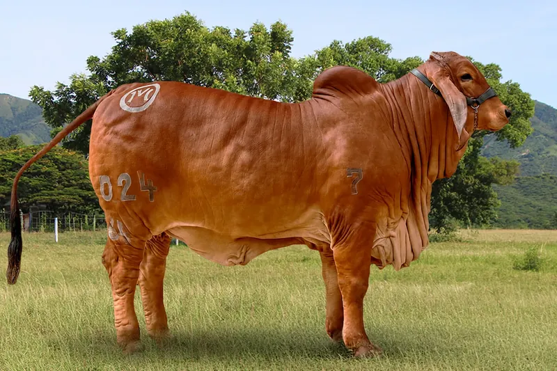 EL CUCHARO KML RIANA T.E. 024/64