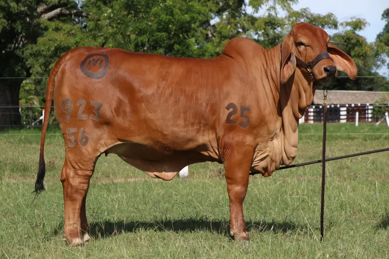 EL CUCHARO KML SANTAGERTRU T.E. 923/56
