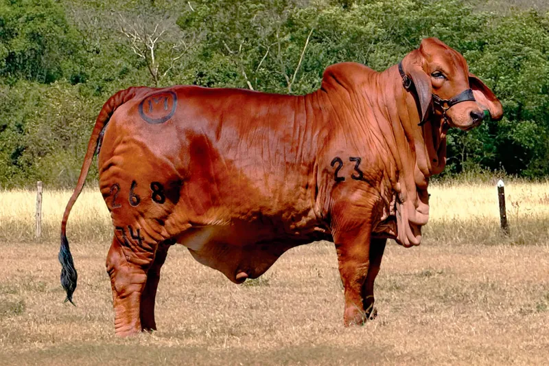 EL CUCHARO KML YIYA T.E. 268/34