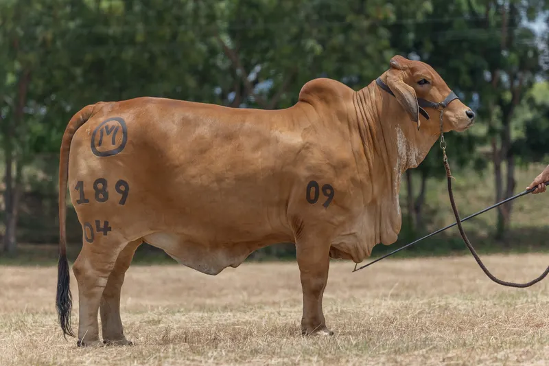 EL CUCHARO KML027 SHAKIRA T.E. 189/04