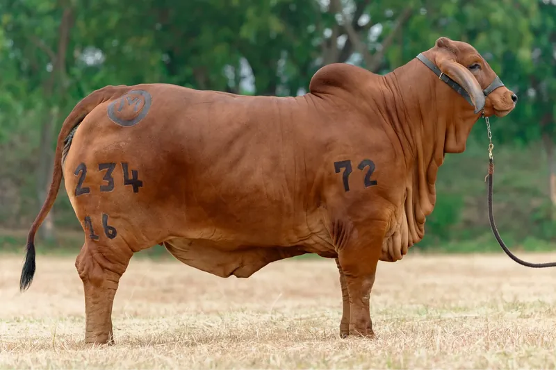 EL CUCHARO MADONA T.E. 234/16