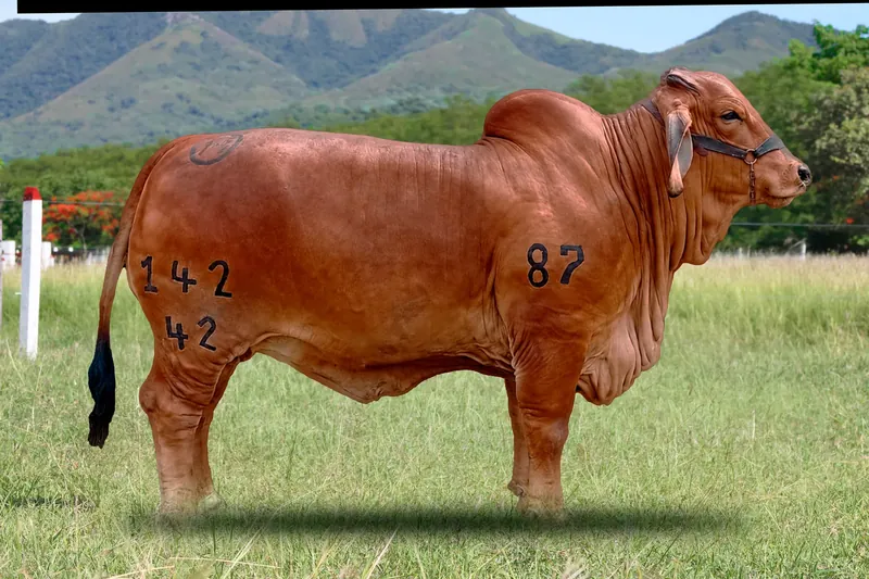 EL CUCHARO TOTI T.E. 142/42