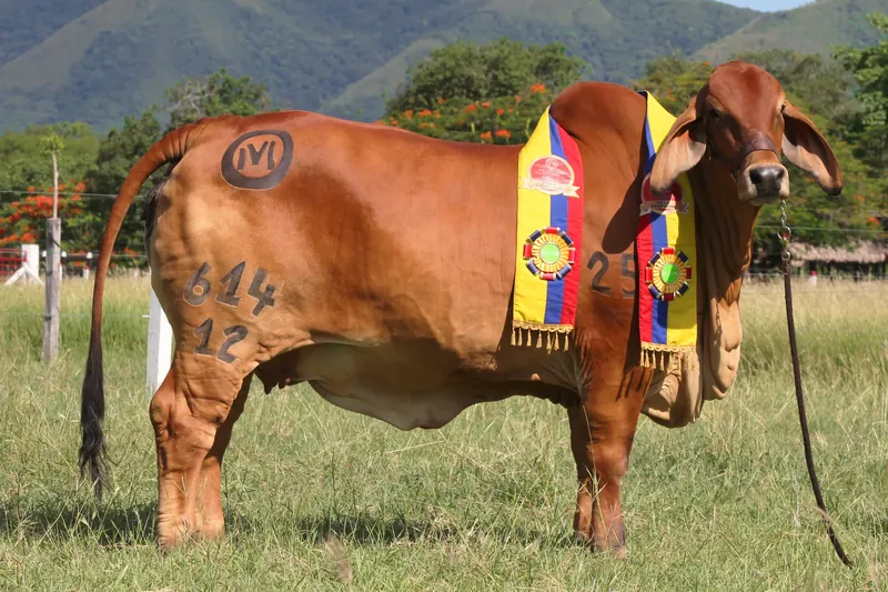 EL CUCHARO X-RAY 614/12 T.E. 614/12