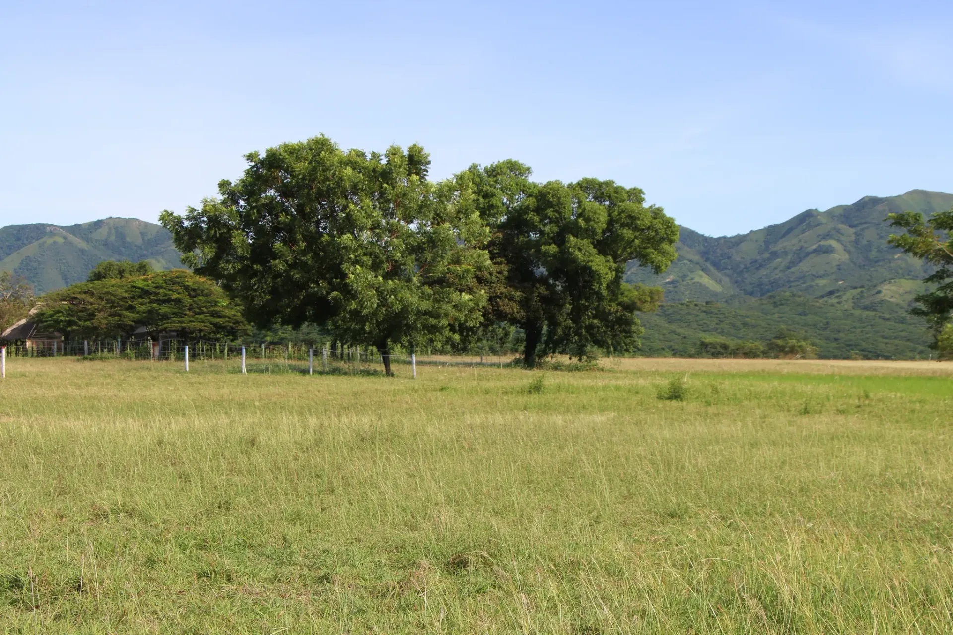 Ganado Brahman Rojo en Hacienda El Cucharo