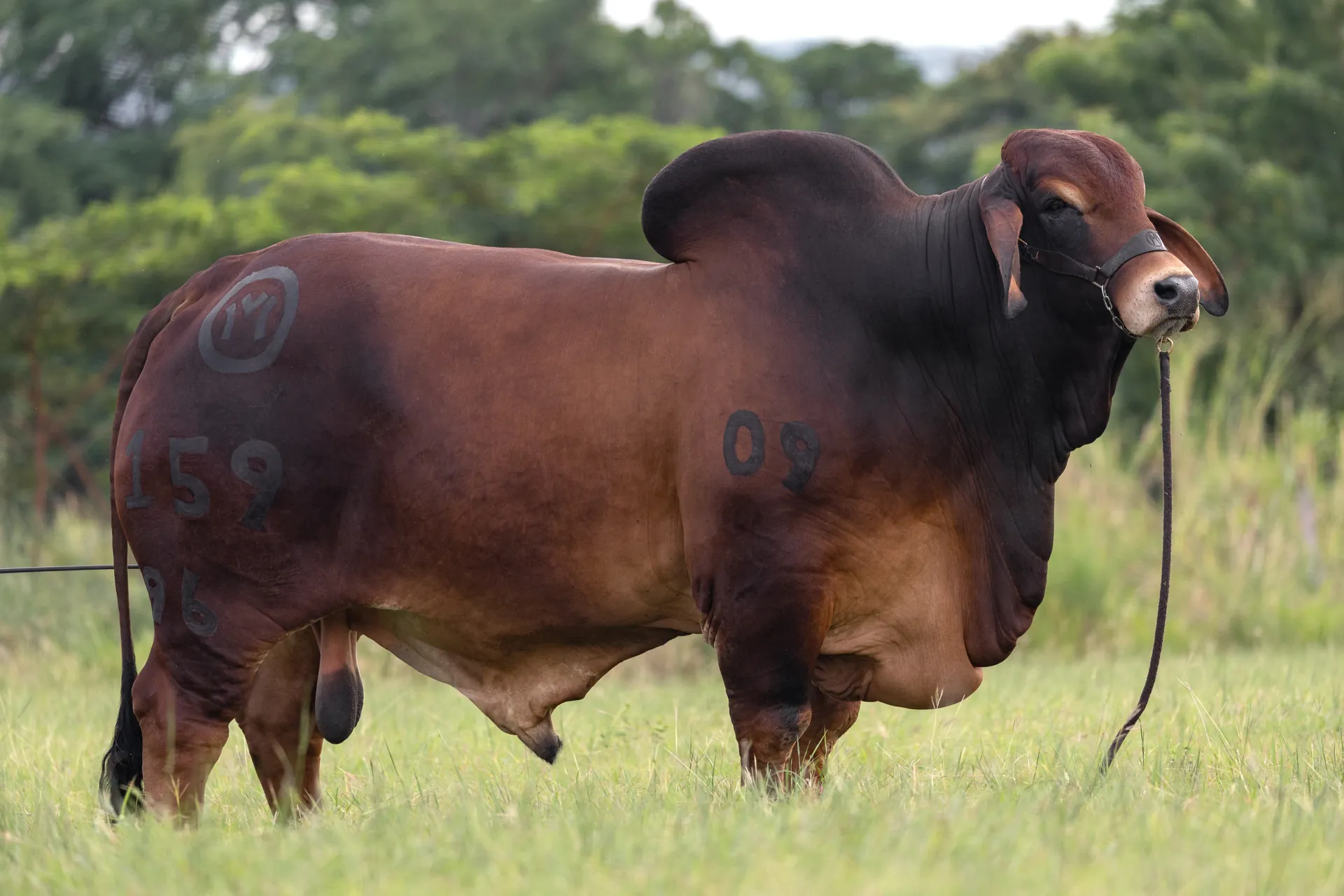Toros