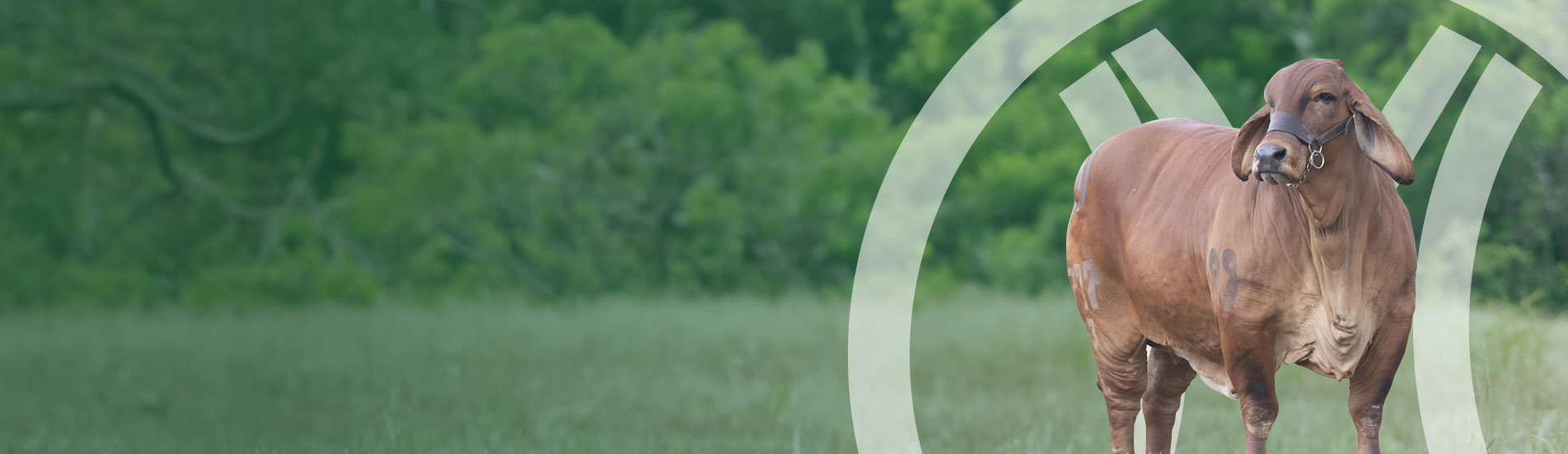 baner preñeces