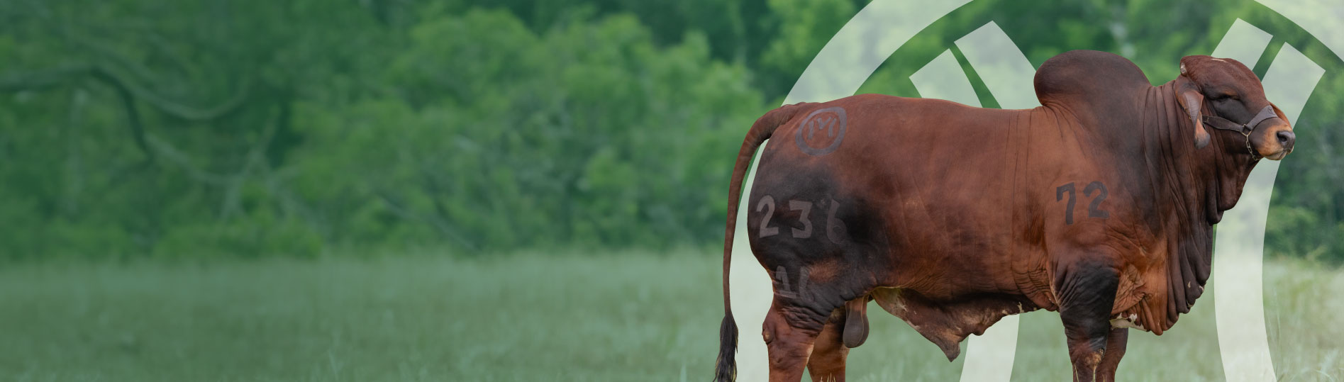 baner semen